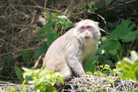 走讀步道共學講堂~ 臺灣獼猴二三事