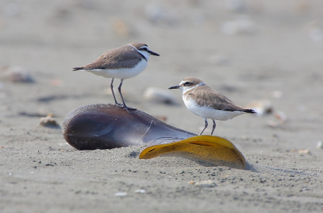 移動或蹲點，野鳥觀察與紀錄