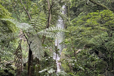 絹絲瀑布步道至擎天崗草原區