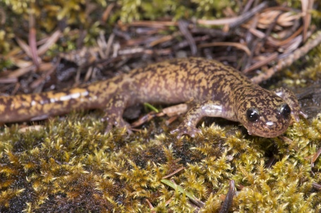 微笑的高山精靈~臺灣的山椒魚