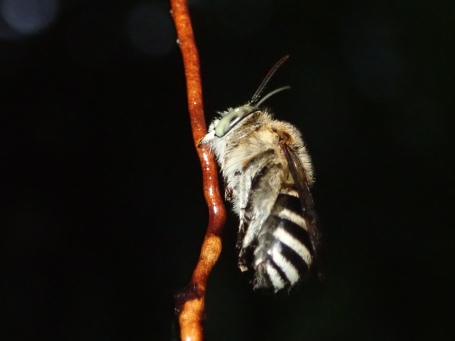 【走讀步道共學講堂】~不一樣的自然觀察