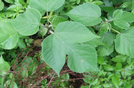 城市隱者的時光旅程-構樹DNA述說的南島語族遷徙史