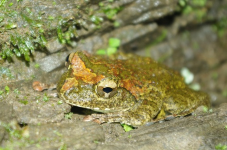 迷人的夜觀世界--豹山溪步道
