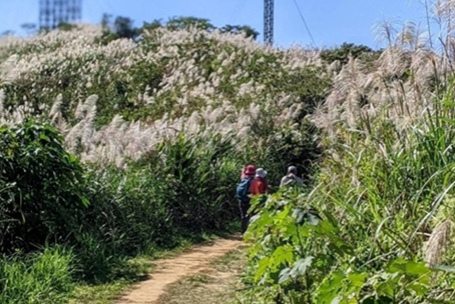 從樹林三角埔頂山 看荒地植物的成長